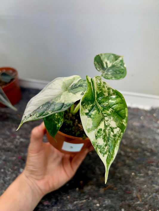 Alocasia dragon scale albo variegata