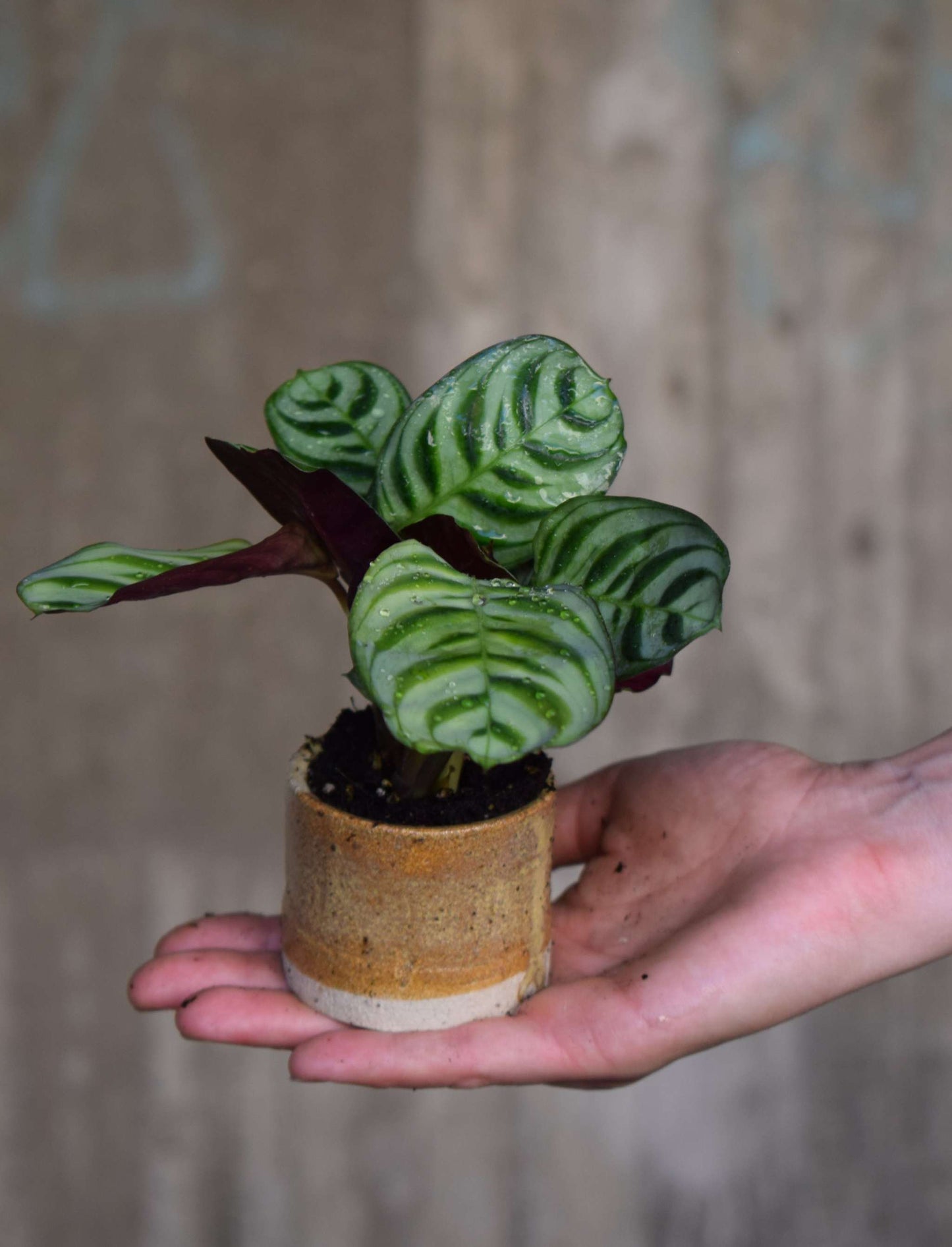 Ctenanthe Burle Marxii