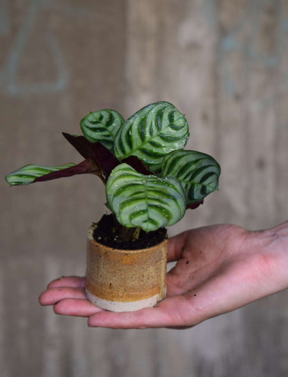 Ctenanthe Burle Marxii