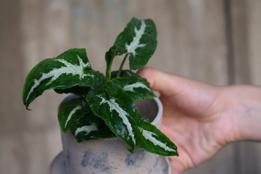 Syngonium wendlandii
