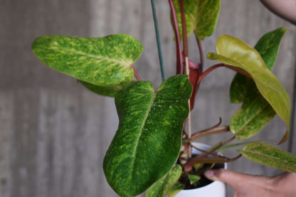 philodendron painted lady scientific name Buy Philodendron 'Painted Lady'