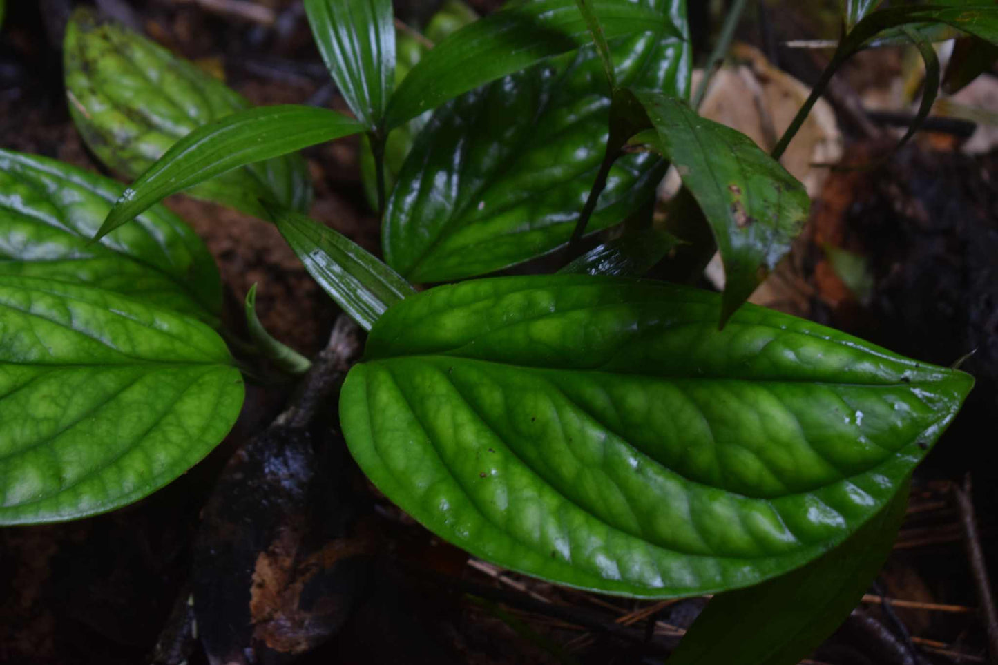 Philodendron opacum