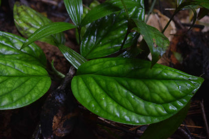 Philodendron opacum