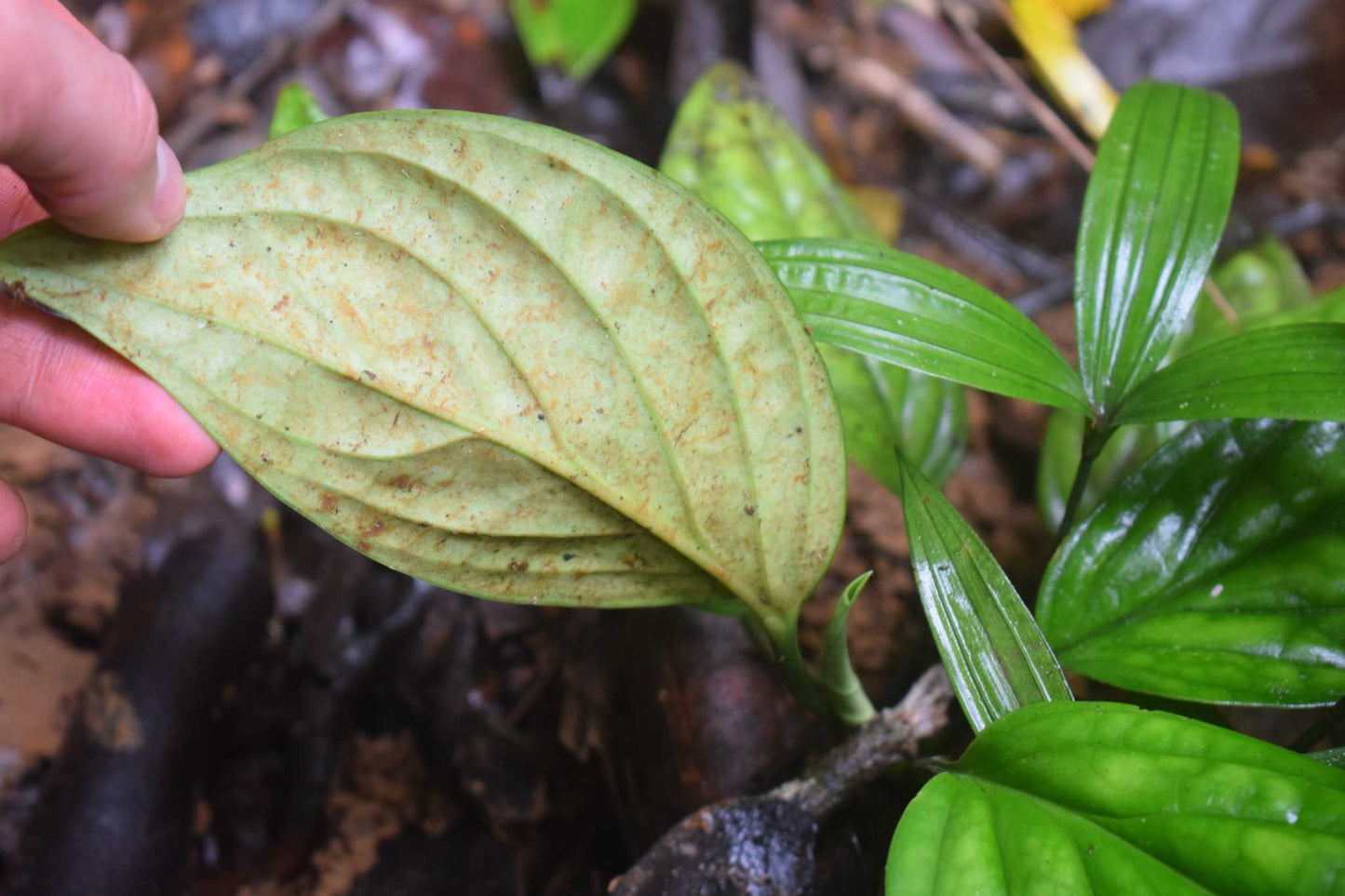 Philodendron opacum
