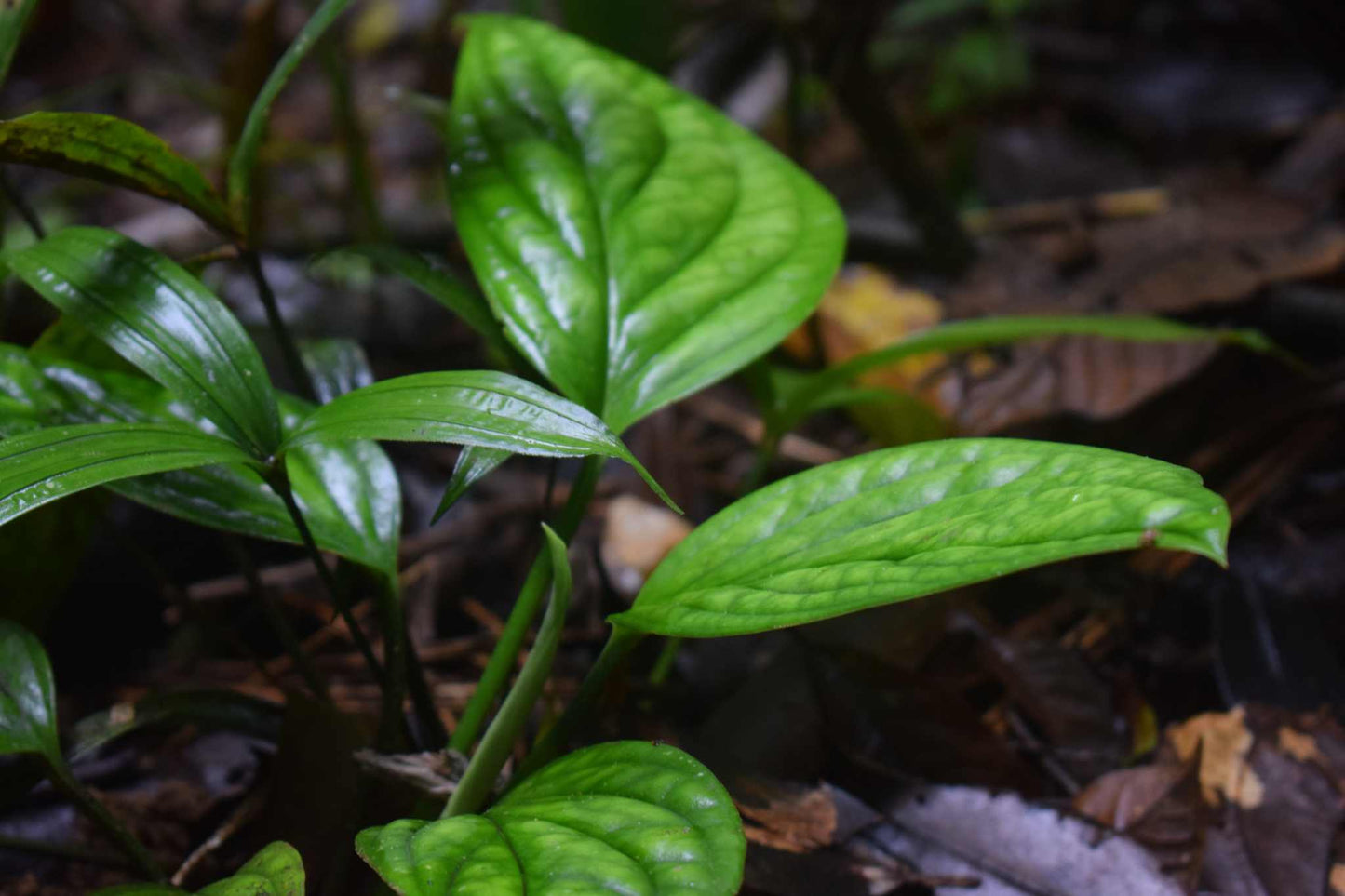 Philodendron opacum