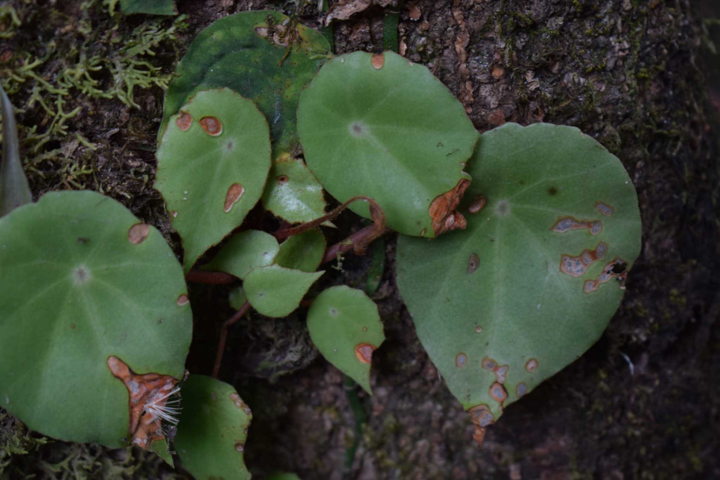 Begonia conchifolia