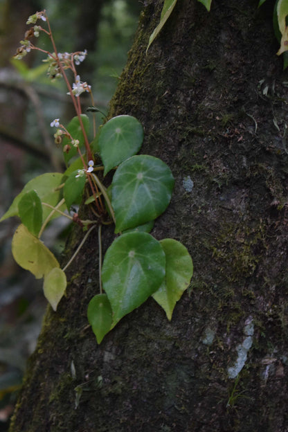 Begonia conchifolia