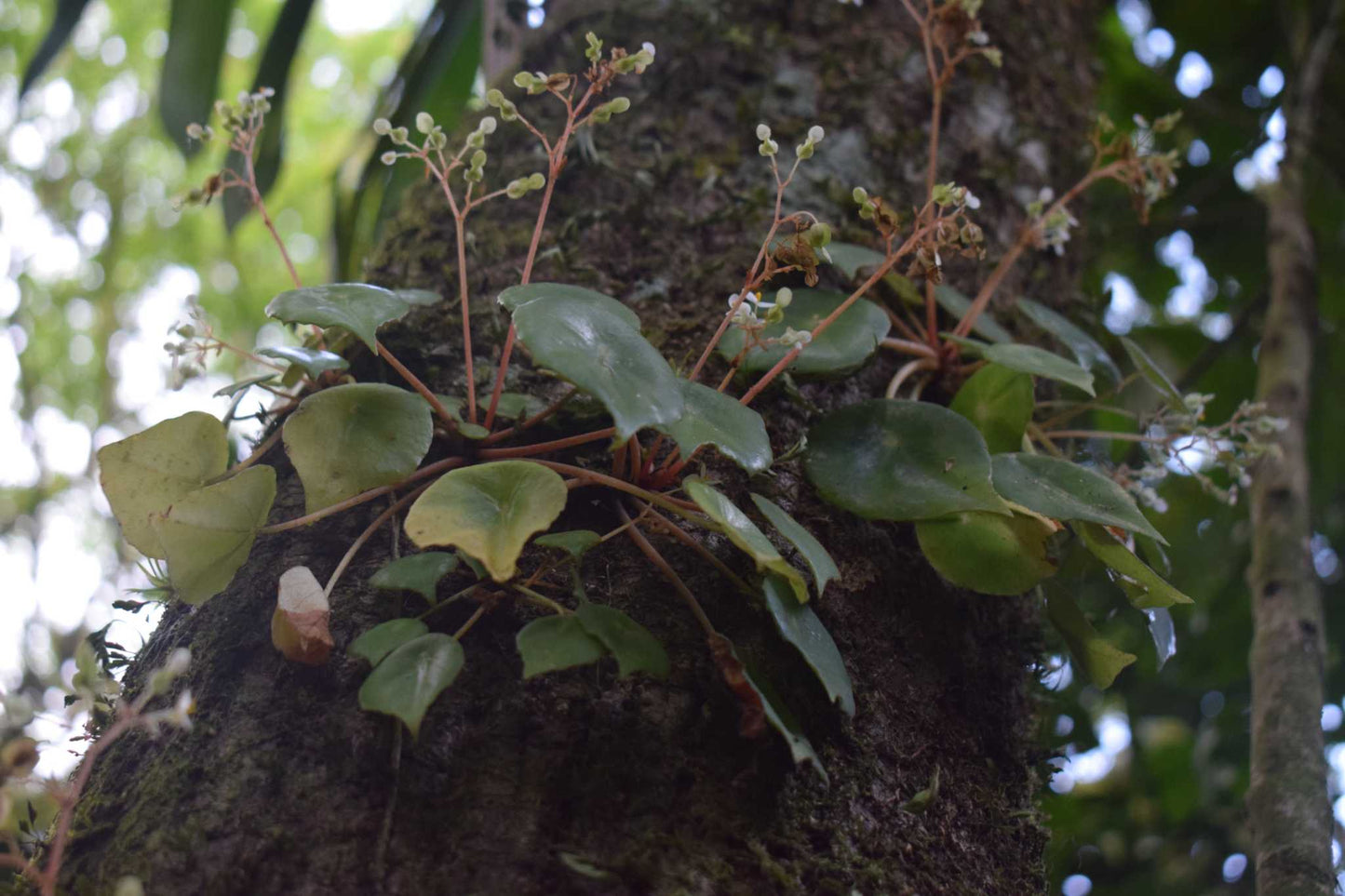 Begonia conchifolia