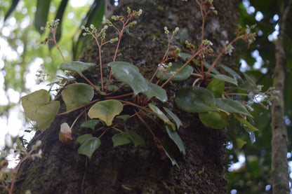 Begonia conchifolia