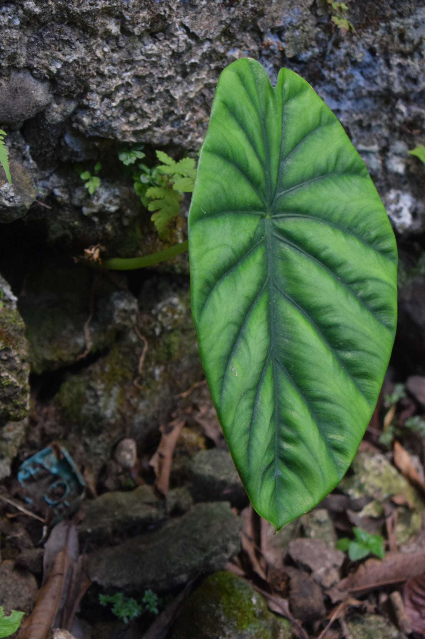 Alocasia clypeolata