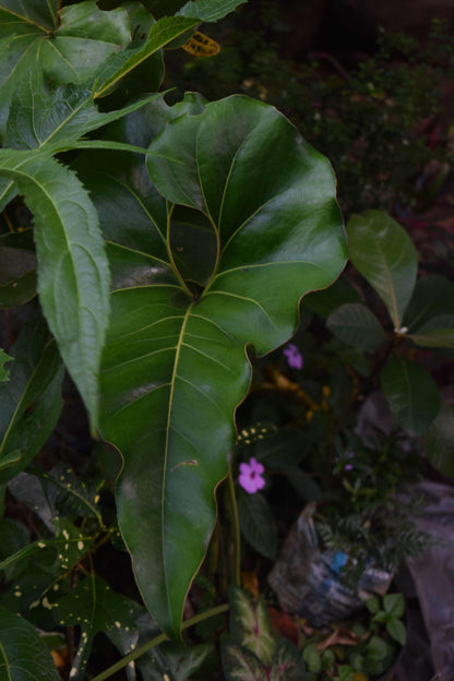 Anthurium brownii