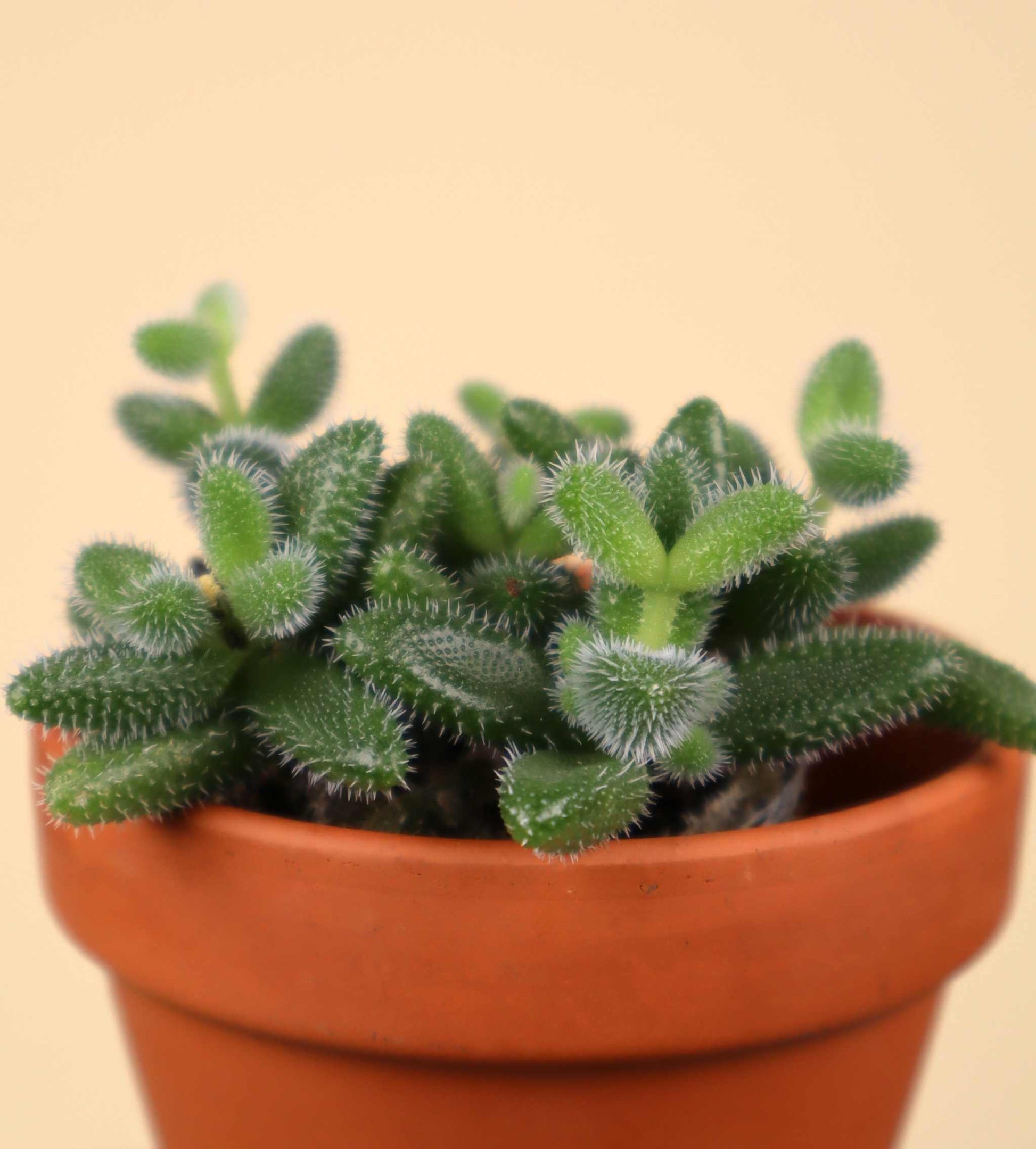 Delosperma echinatum