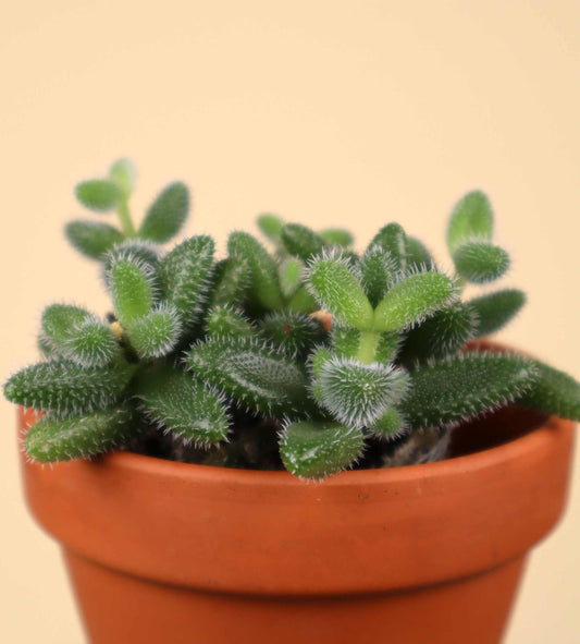 Delosperma echinatum