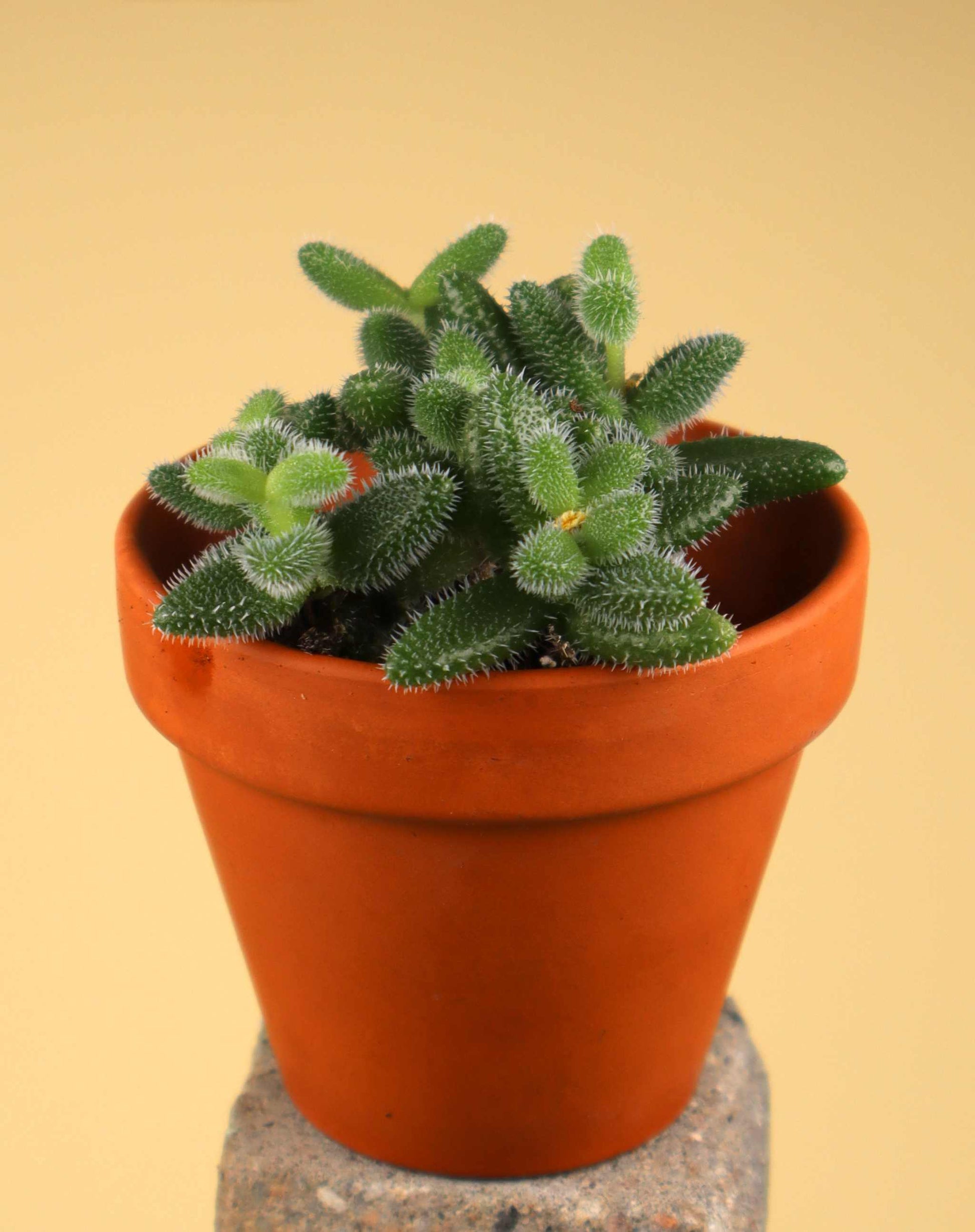 Delosperma echinatum