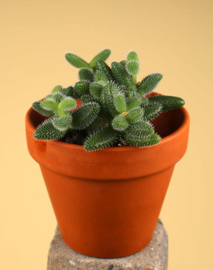 Delosperma echinatum
