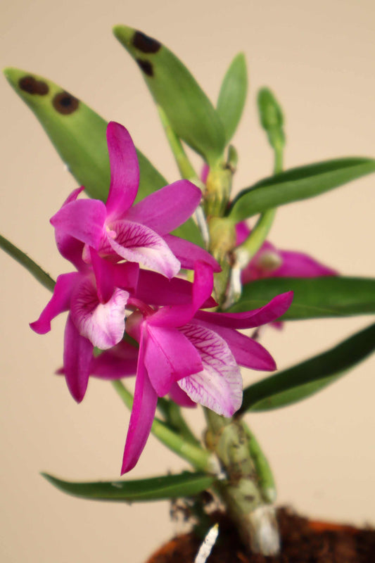 Dendrobium 'Rainbow Dance'