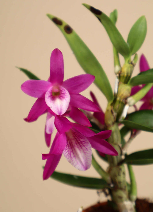 Dendrobium 'Rainbow Dance'