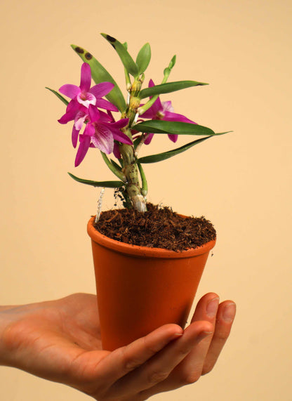Dendrobium 'Rainbow Dance'