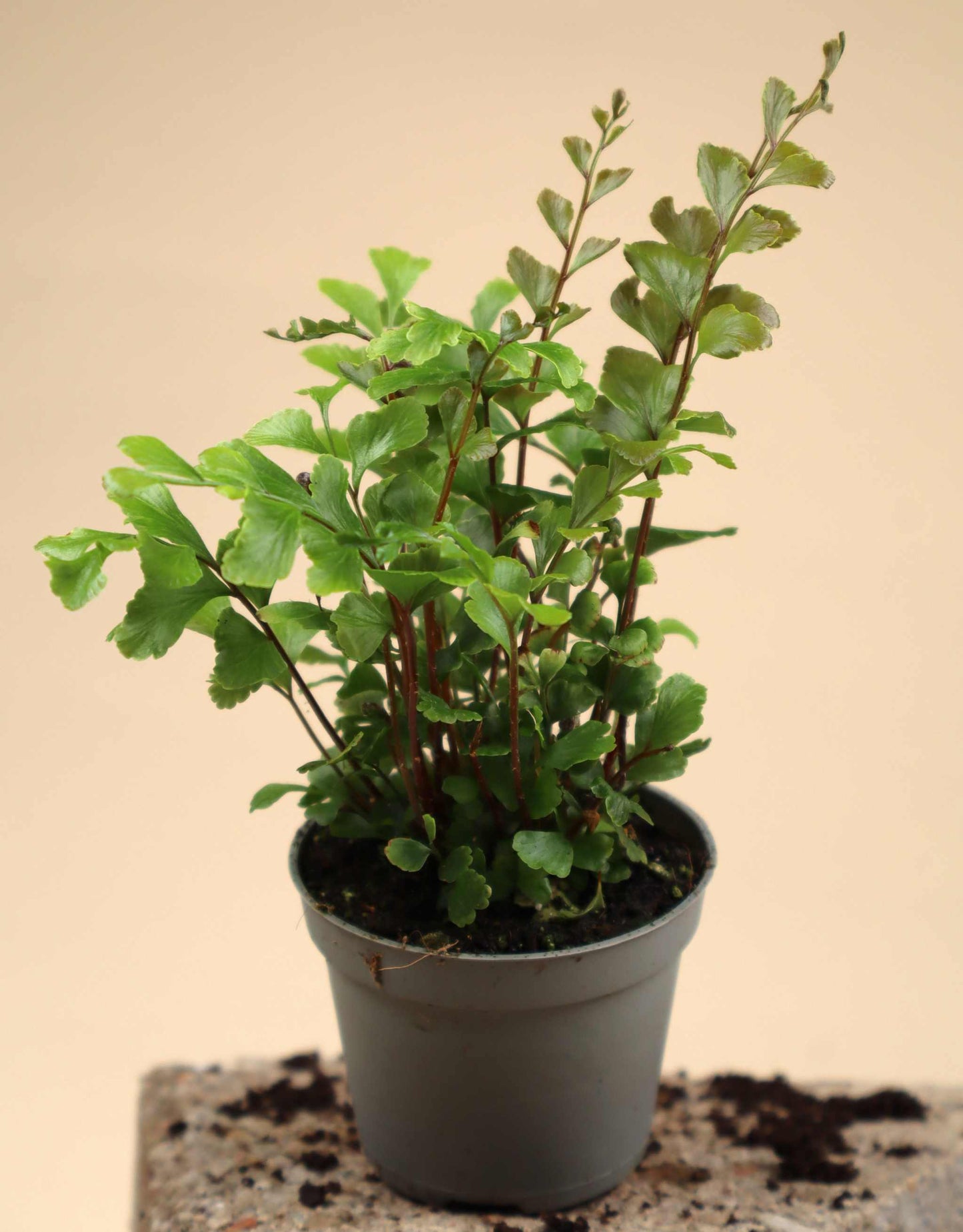 Didymochlaena truncatula