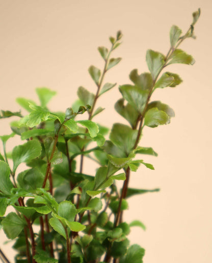 Didymochlaena truncatula