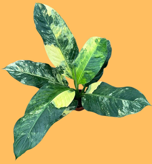 Dieffenbachia variegata 'Big Ben' - Förbeställning