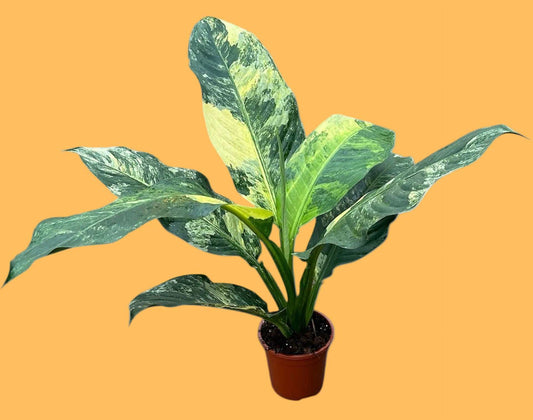 Dieffenbachia variegata 'Big Ben' - Förbeställning