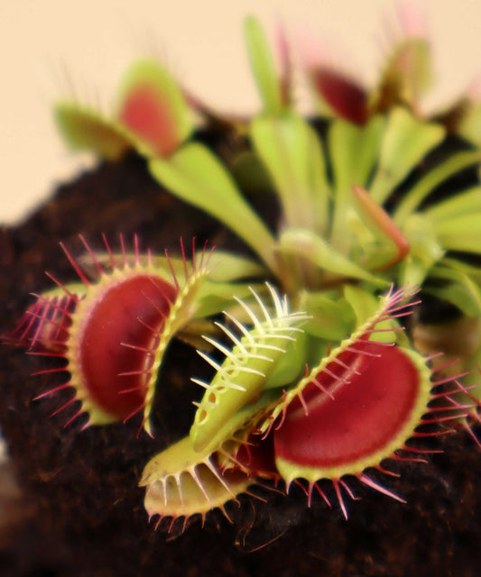 Dionaea muscipula 'Venus flugfälla'