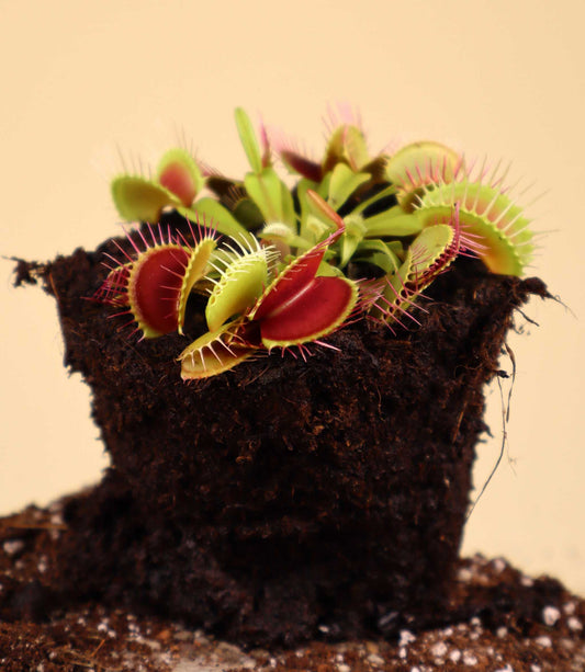Dionaea muscipula 'Venus flugfälla'