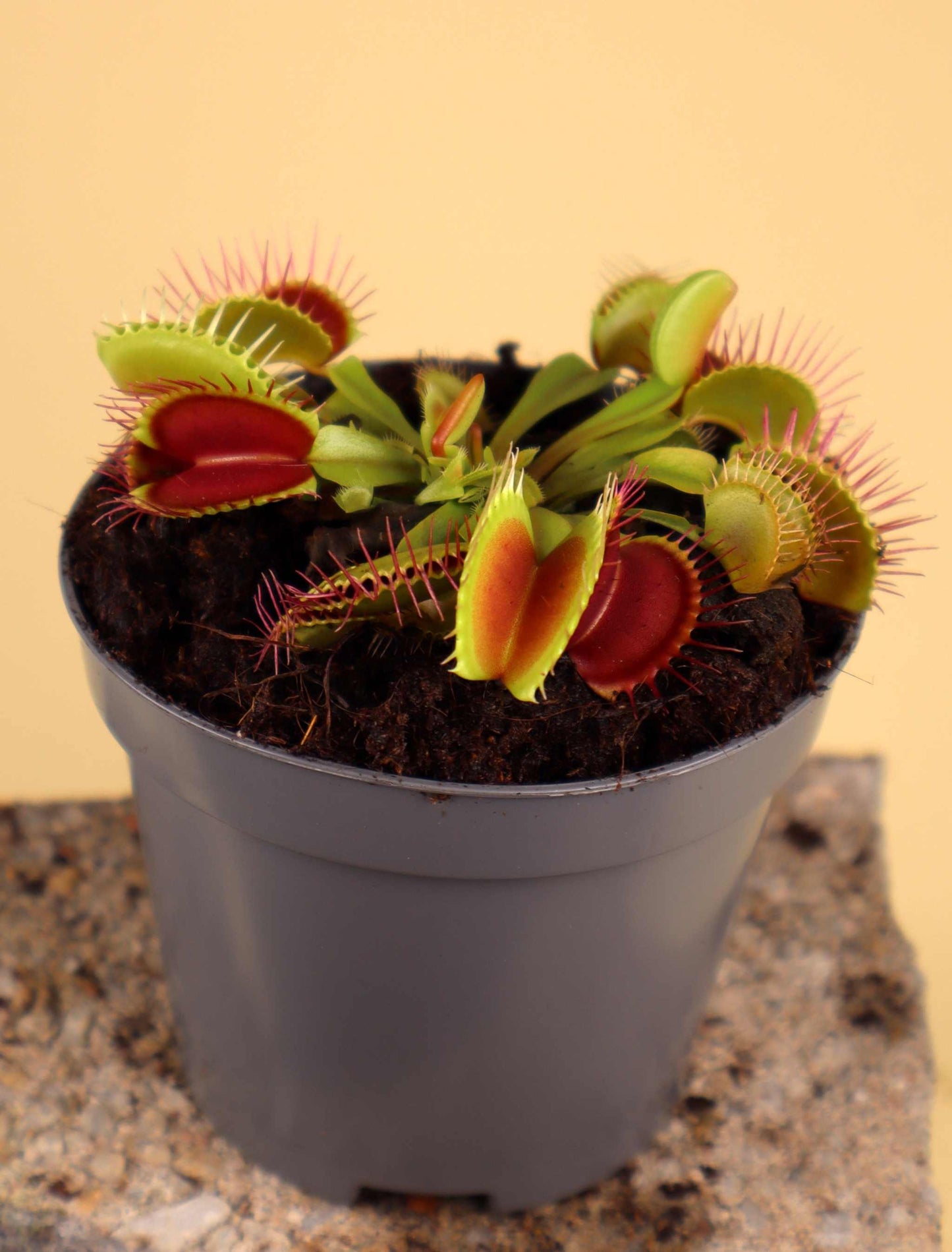 Dionaea muscipula 'Venus flugfälla'