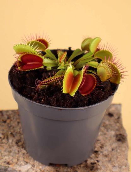 Dionaea muscipula 'Venus flugfälla'