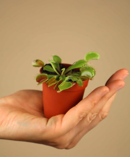 Dionaea muscipula 'Venus flugfälla'