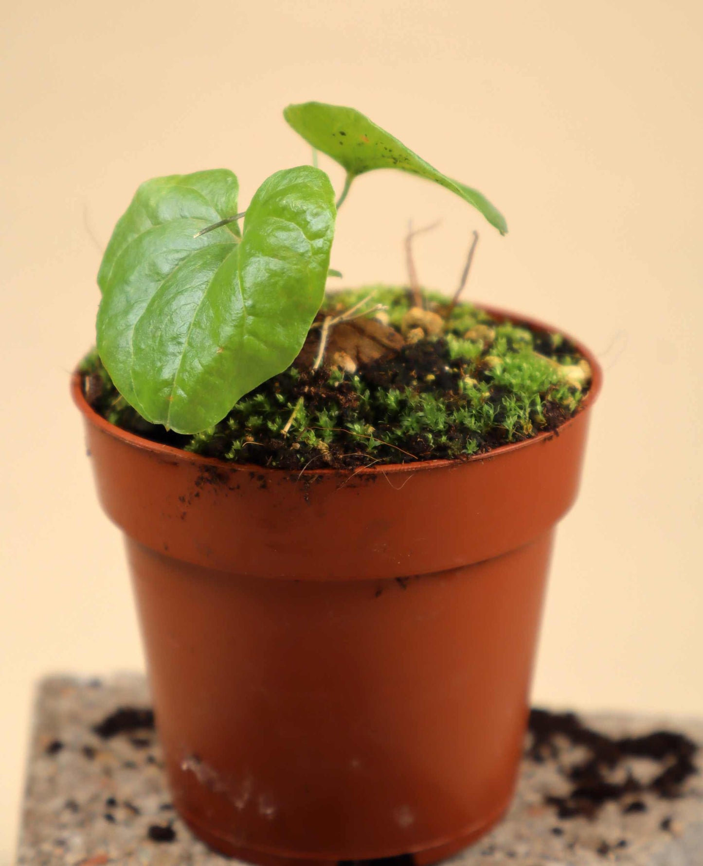 Dioscorea elephantipes