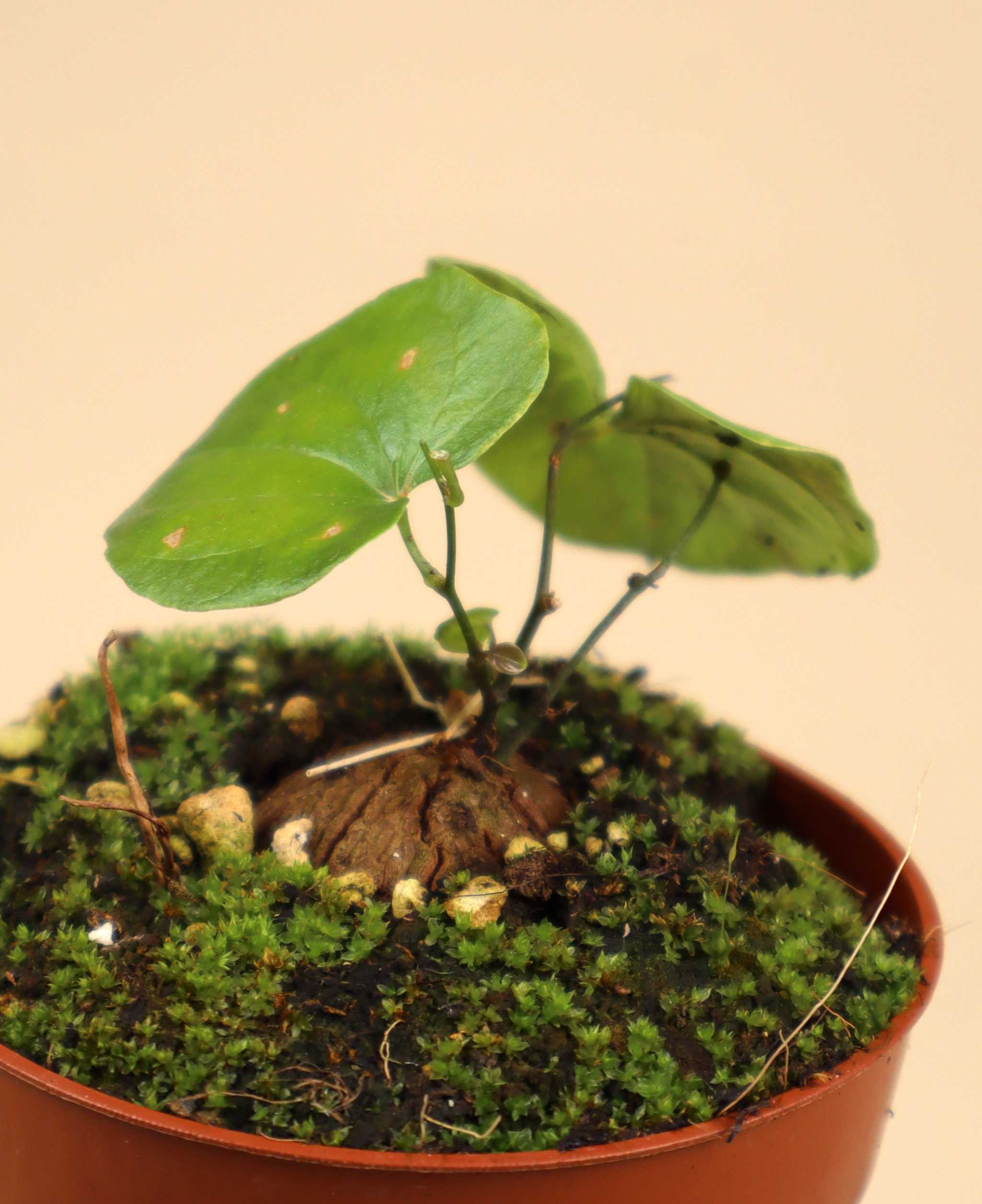 Dioscorea elephantipes | Buy Rare Houseplants Online | Care Guide