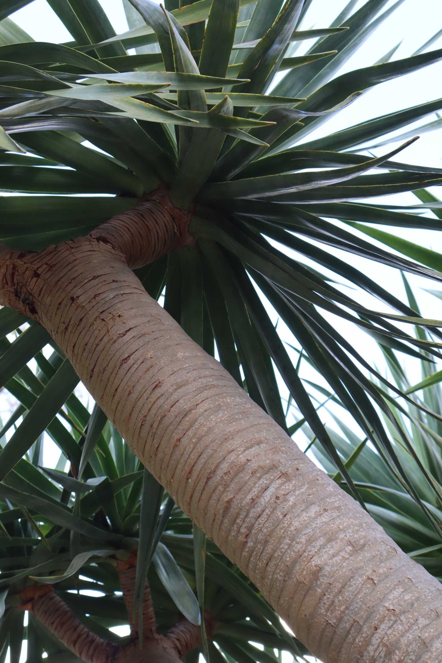 Drakblodsträd | Dracena draco ssp. draco