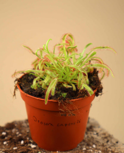 Drosera capensis