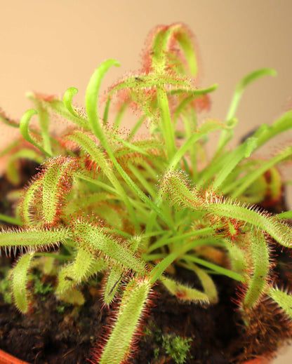 Drosera capensis