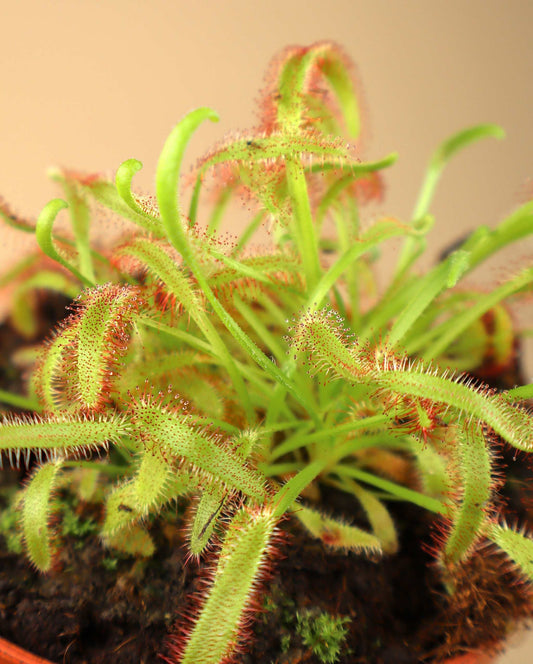 Drosera capensis