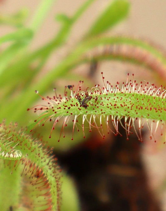 Drosera capensis