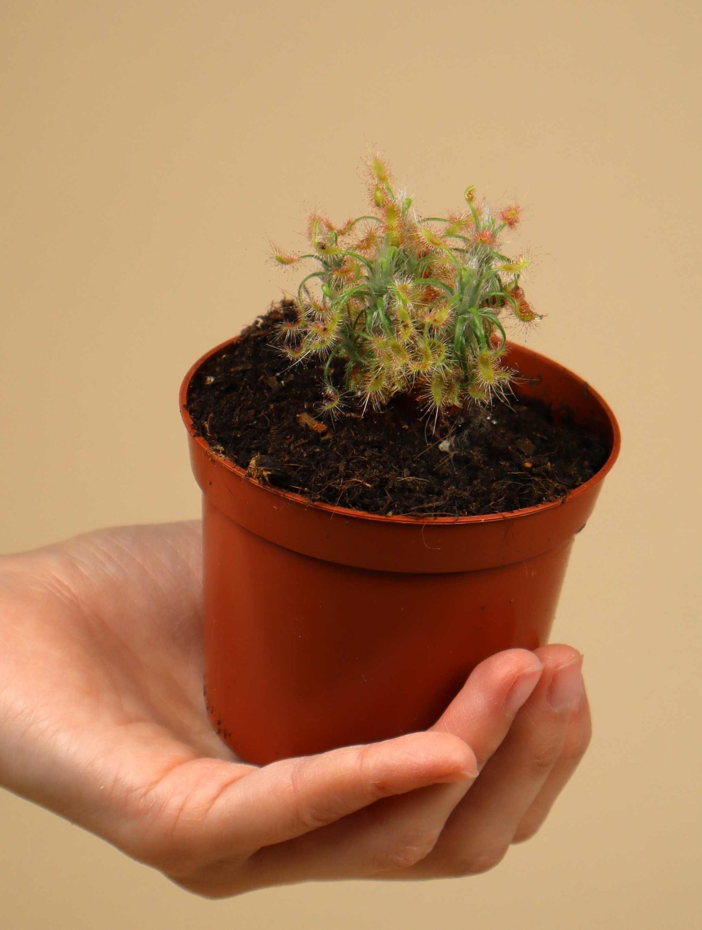 Drosera scorpioides
