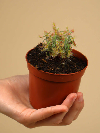 Drosera scorpioides