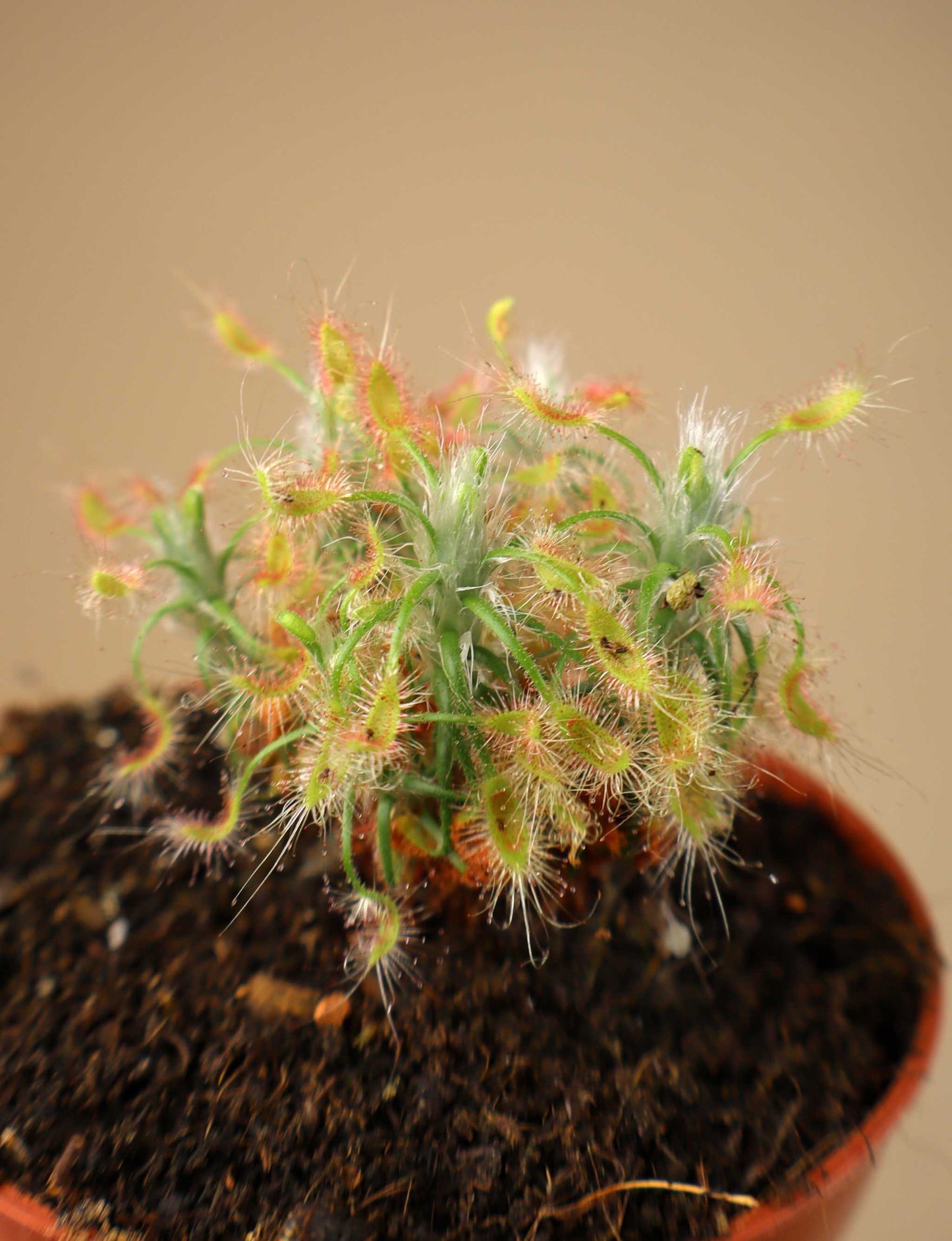 Drosera scorpioides