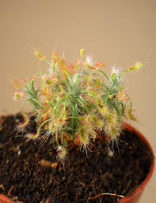 Drosera scorpioides