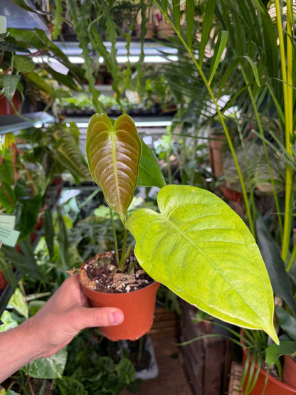 Anthurium veitchii