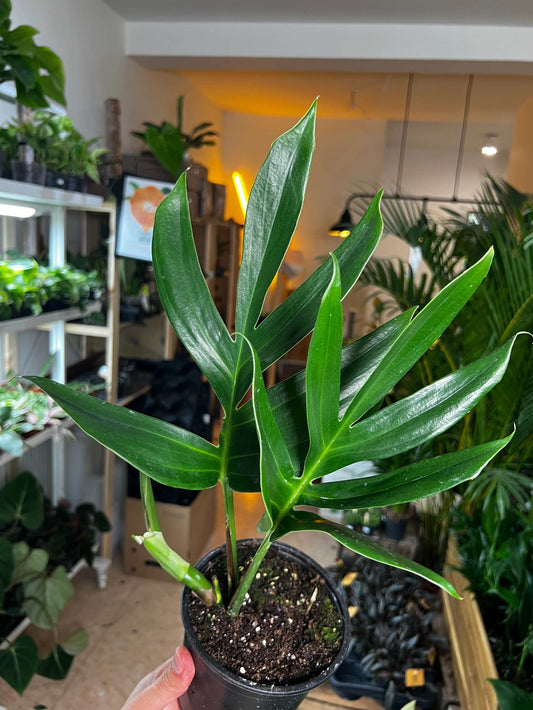 Rhaphidophora decursiva