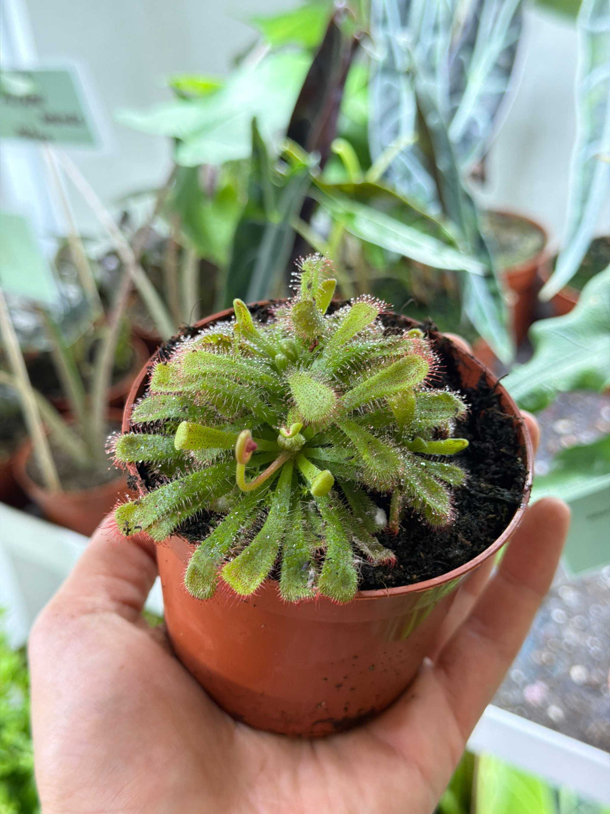 Drosera aliciae