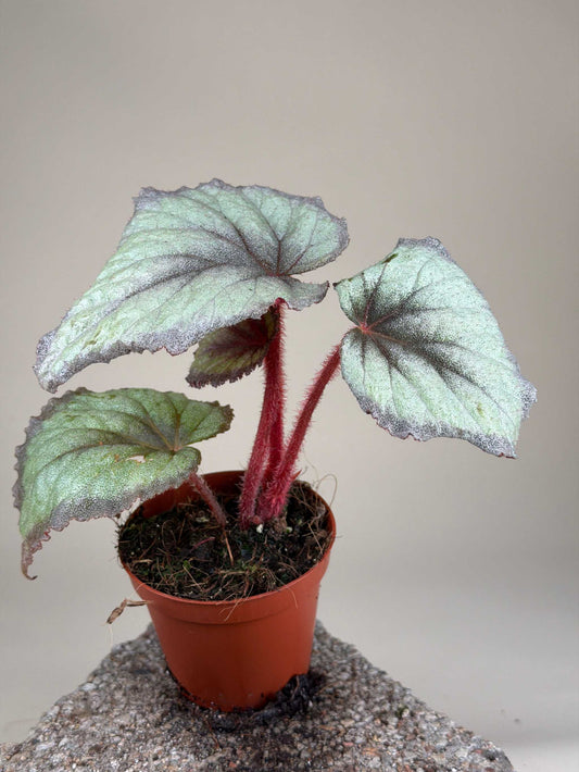 Begonia 'Flamingo Soul'