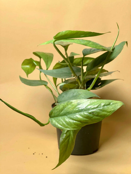 Epipremnum pinnatum 'cebu blue'