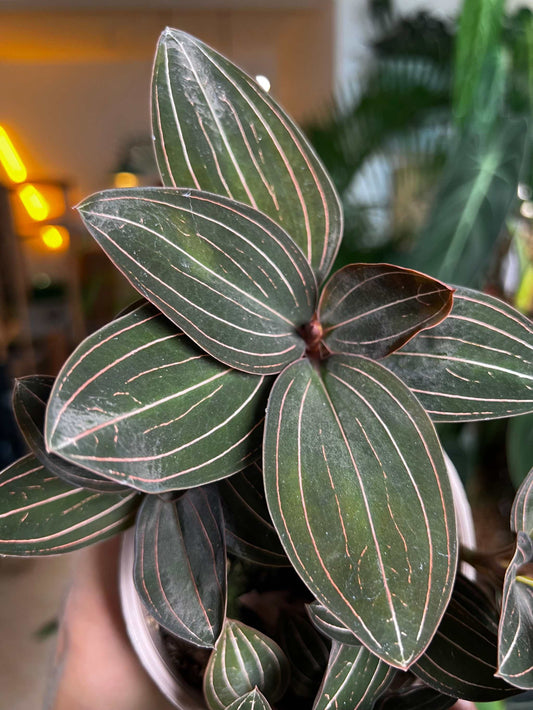 Ludisia discolor 'Juvelorkidé'