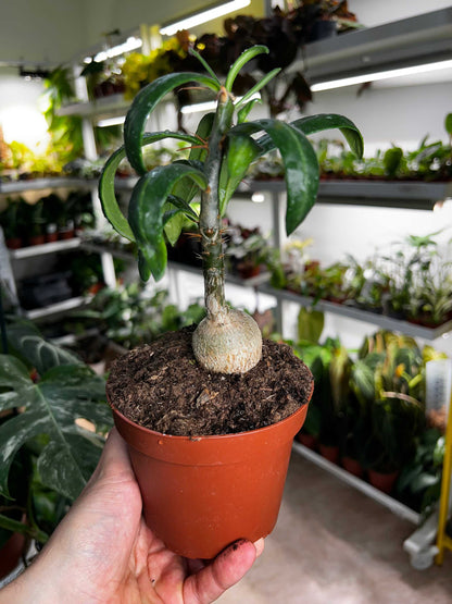 Pachypodium lamerei 'ökenstjärna'