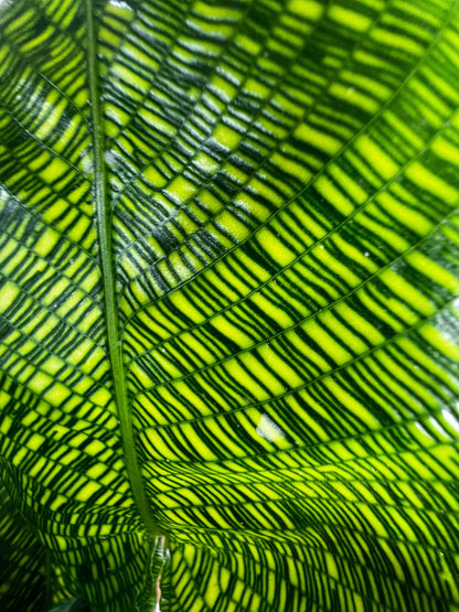Calathea musaica 'Network'